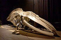 Blue whale skeleton {Baleanoptera musculus} Santa Barbara, USA
