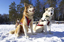 Husky dogs in sledge harness {Canis familiaris}  Minnesota, USA 2002
