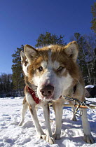 Husky dog {Canis familiaris} in sledge harness, Minnesota, USA