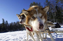Husky dogs in sledge harness {Canis familiaris}  USA 2002