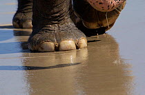 Close up of Indian elephant foot {Elephas maximus} Thailand