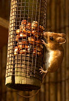 Wood mouse on bird feeder {Apodemus sylvaticus}  UK