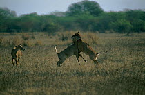 Nilgai {Boselaphus tragocamelus} females sparring, Keoladeo Ghana NP, Rajasthan, India