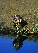 African harrier hawk {Polyboroides typus} juvenile at water, Moremi WR, Botswana