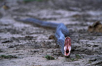 African rock python with jaws open showing fangs {Python sebae} Chobe NP, Botswana