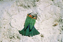 White fronted bee-eater pair at nest hole in bank {Merops bullockoides} Chobe NP, Botswana