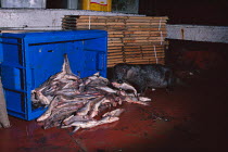 European river otter {Lutra lutra} steals sea bass fish from catch. Scotland, UK Kyle Lochals