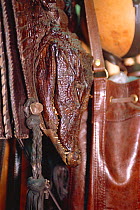 Crocodile head on bag for sale in duty free shop, Lagos airport, Nigeria, West Africa. 2002