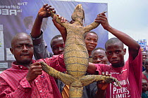 Nile monitor for sale {Varanus niloticus} held by captors. Lagos, Nigeria, West Africa 2002