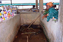 Reptile pit at wild animal market, Epe, Lagos, Nigeria, West Africa 2002