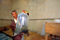 Wild fish for export, Nigeria, West Africa 2002