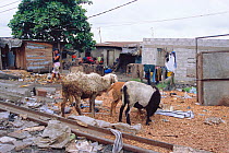 Street scene with scavenging goats in the Bidonville slums of Lagos, Nigeria, West Africa 2002
