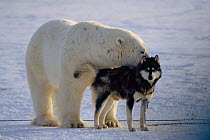 Polar bear {Ursus maritimus} friendly behaviour towards Husky dog. Canada