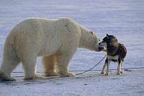 Polar bear {Ursus maritimus} investigating Husky dog. Canada