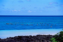 Local fishermen using nets in sea, Grand Comores, Indian Ocean