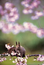 ic-07602 Japanese squirrel on branch with blossom {Sciurus lis} Japan.