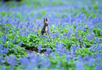 ic-07604 Japanese squirrel amongst purple flowers {Sciurus lis} Japan.