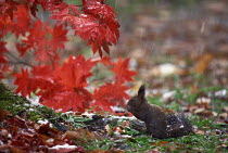 ic-07701 Japanese squirrel {Sciurus lis} foraging on ground next to Maple leaves, Japan.