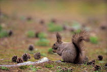 ic-07702 Japanese squirrel {Sciurus lis} feeding on pine cones, Japan.