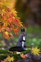 ic-07705 Japanese squirrel {Sciurus lis} + Maple leaves, Japan.