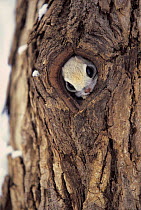 ic-07901 Small japanese flying squirrel peeping out of hole in tree trunk {Pteromys momonga} Japan.