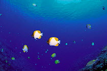 ic-08503 Pyramid butterflyfish {Hemitaurichthys polylepis}