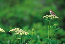 ic-10104 Shrenk's / Black browed reed warbler singing {Acrocephalus bistrigiceps} Japan.