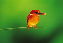 ic-14401 Rufous backed kingfisher perched {Ceyx erithacus rufidorsa} Japan.