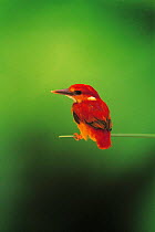 ic-14403 Rufous backed kingfisher perched {Ceyx erithacus rufidorsa} Japan.
