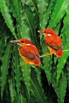 ic-14701 Two Rufous backedkingfishers perched {Ceyx erithacus rufidorsa} Japan. FOR SALE IN
