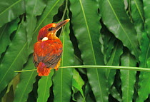 ic-14702 Rufous backed kingfisher perched {Ceyx erithacus rufidorsa} Japan. FOR SALE IN UNITED KINGDOM