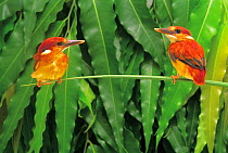 ic-14703 Two Rufous backed kingfishers perched {Ceyx erithacus rufidorsa} Japan.
