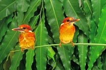 ic-14704 Two Rufous backed kingfishers perched {Ceyx erithacus rufidorsa} Japan.