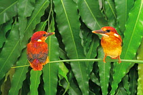 ic-14705 Two Rufous backed kingfishers perched {Ceyx erithacus rufidorsa} front and rear view Japan. FOR SALE IN UNITRD KINGDOM ONLY