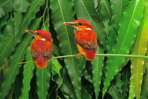 ic-14706 Two Rufous backed kingfishers perched {Ceyx erithacus rufidorsa} Japan.