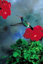 ic-10201 Broad billed hummingbird flying to flower {Cynanthus latirostris} USA.