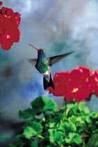 ic-10205 Broad billed hummingbird flying to flower {Cynanthus latirostris} USA.