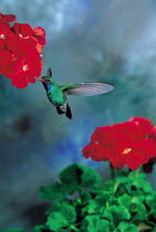 ic-10203 Broad billed hummingbird flying to flower{Cynanthus latirostris} USA.  flight