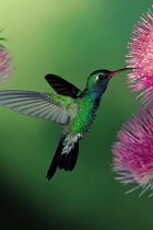 ic-10302 Broad billed hummingbird feeding from flower {Cynanthus latirostris} USA.