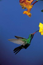 ic-10306 Broad billed hummingbird feeding from flower{Cynanthus latirostris} USA.