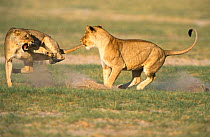 Lionesses fighting {Panthera leo} Etosha NP, Namibia