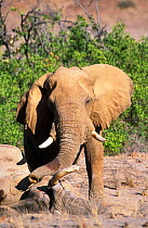 African elephant bull touching dead elephant with trunk {Loxodonta africana} Koakoland, Namibia