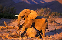African elephant bull mounting dead bull elephant {Loxodonta africana} Koakoland, Namibia