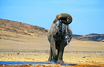 African desert elephant drinking at manmade waterhole {Loxodonta africana} Kaokoland, Namibia , Hoanib river