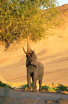RF- African desert elephant (Loxodonta africana) reaching up with trunk to feed. Kaokoland, Namibia. Endangered species. (This image may be licensed either as rights managed or royalty free.)
