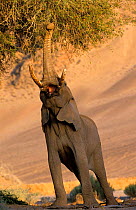 African desert elephant reaching up with trunk to feed {Loxodonta africana} Kaokoland, Namibia
