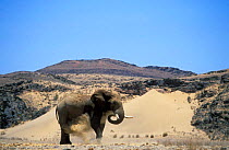 African desert elephant dust bathing {Loxodonta africana}  Kaokoland, Namibia
