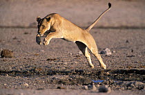Lioness jumping over water {Panthera leo} Etosha NP, Namibia. Lions can jump 5-6m from a standing start!