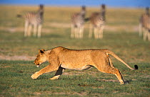 RF- Lioness (Panthera leo) running with Zebra in background. Etosha National Park, Namibia. (This image may be licensed either as rights managed or royalty free.)