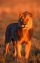 RF- Male Lion (Panthera leo) portrait in evening light. Etosha National Park, Namibia. (This image may be licensed either as rights managed or royalty free.)